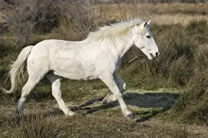 Camargue Horse - Saintes Maries de la Mer - Bouches du Rhone - France