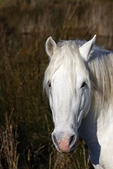 Images Dated 14th November 2008: Camargue horse. Saintes Maries de la Mer - Camargue - France