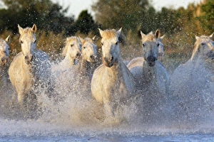 Horses Collection: Camargue Horse Saintes Maries de la mer, France