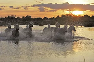Images Dated 7th October 2006: Camargue Horse Saintes Maries de la mer, France