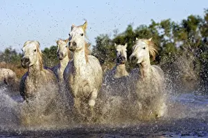 Camargue Horse Saintes Maries de la mer, France
