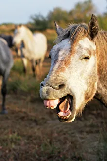 Images Dated 7th October 2006: Camargue Horse Saintes Maries de la mer, France