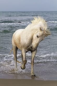 Images Dated 6th May 2011: Camargue Horse - in the sea