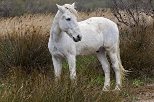 Camargue horse standing in marshy wetland
