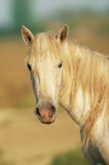 Horses Collection: Camargue Horse WAT 129 © M. Watson / ARDEA LONDON