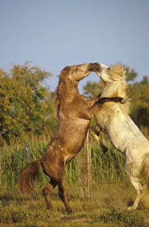 Rearing Prints: Camargue Horse - x 2 fighting