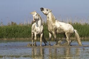 Images Dated 8th May 2011: Camargue Horses - fight between males / stallions in water