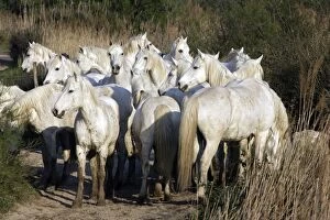 Images Dated 17th April 2007: Camargue Horses - group - Saintes Maries de la Mer - Camargue - Bouches du Rhone - France