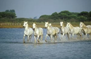 Images Dated 10th November 2010: Camargue HORSES - herd running through water