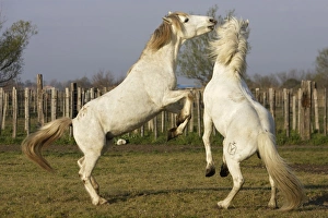Images Dated 27th March 2007: Camargue Horses - males fighting - Saintes Maries de la Mer - Bouches du Rhone - France