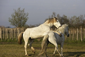 Images Dated 27th March 2007: Camargue Horses - males fighting - Saintes Maries de la Mer - Bouches du Rhone - France