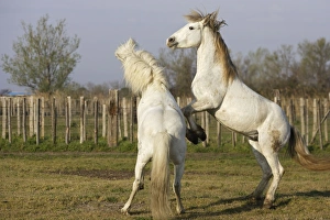 Images Dated 27th March 2007: Camargue Horses - males fighting - Saintes Maries de la Mer - Bouches du Rhone - France