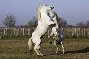 Images Dated 27th March 2007: Camargue Horses - males fighting - Saintes Maries de la Mer - Bouches du Rhone - France
