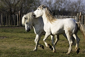 Images Dated 27th March 2007: Camargue Horses - males fighting - Saintes Maries de la Mer - Bouches du Rhone - France