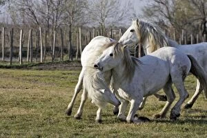Images Dated 27th March 2007: Camargue Horses - males fighting - Saintes Maries de la Mer - Bouches du Rhone - France