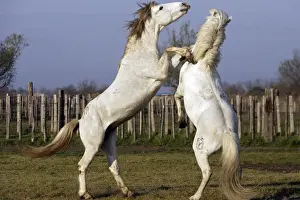 Camargue Horses - males fighting - Saintes Maries de la Mer - Bouches du Rhone - France