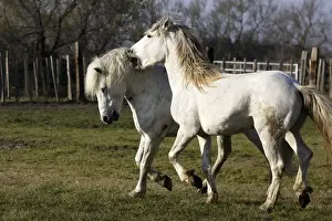 Camargue Horses - males fighting - Saintes Maries de la Mer - Bouches du Rhone - France