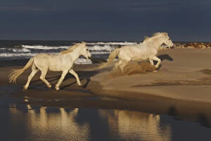 Camargue horses and reflection, southern