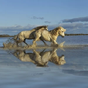 Images Dated 14th December 2012: Camargue horses and reflection, southern