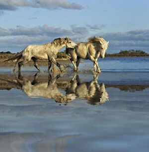Images Dated 14th December 2012: Camargue horses and reflection, southern