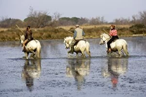 Images Dated 17th March 2007: Camargue Horses - being ridden through water