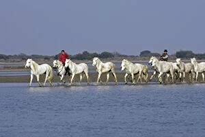 Images Dated 20th April 2007: Camargue Horses and riders - riding through water
