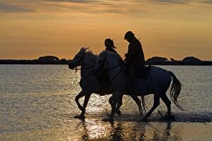 Images Dated 6th May 2011: Camargue Horses - and riders - in water at sunset