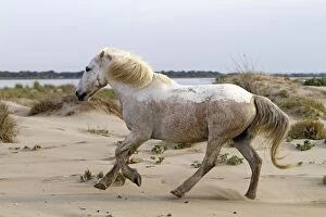 Images Dated 6th May 2011: Camargue Horses - running on the beach