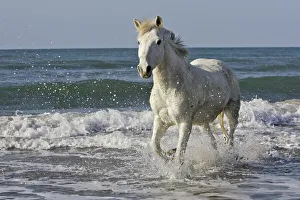 Horse Collection: Camargue Horses - running along the beach - Saintes Maries de la Mer - Bouches du Rhone - France