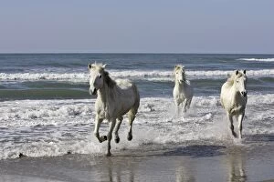 Images Dated 18th March 2007: Camargue Horses - running along the beach - Saintes Maries de la Mer - Bouches du Rhone - France