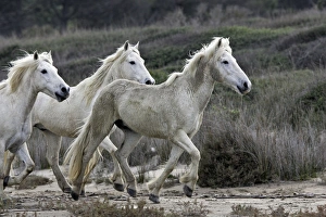 Images Dated 17th April 2007: Camargue Horses - running on beach - Saintes Maries de la Mer - Camargue - Bouches du Rhone - France