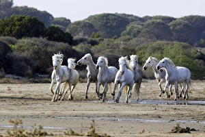 Images Dated 20th April 2007: Camargue Horses - running on beach - Saintes Maries de la Mer - Camargue - Bouches du Rhone - France