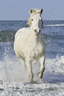 Camargue Horses - running along the beach - Saintes Maries de la Mer - Bouches du Rhone - France