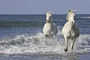 Camargue Horses - running along the beach - Saintes Maries de la Mer - Bouches du Rhone - France