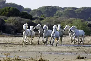 Camargue Horses - running on beach - Saintes Maries de la Mer - Camargue - Bouches du Rhone - France