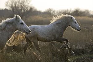 Images Dated 17th March 2007: Camargue Horses - running - Saintes Maries de la Mer - Bouches du Rhone - France