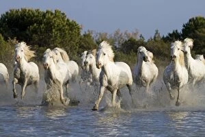 Images Dated 6th May 2011: Camargue Horses - running through water