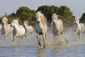 Images Dated 6th May 2011: Camargue Horses - running through water