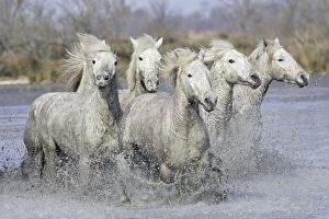 Camargue Horses - running through water