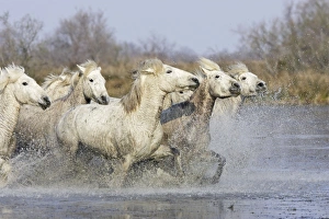 Images Dated 17th March 2007: Camargue Horses - running through water - Saintes Maries de la Mer - Bouches du Rhone - France