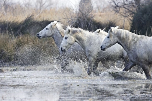 Images Dated 17th March 2007: Camargue Horses - running through water - Saintes Maries de la Mer - Bouches du Rhone - France