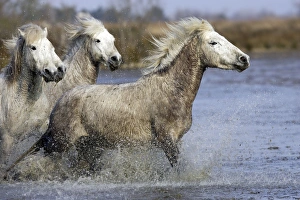 Images Dated 17th March 2007: Camargue Horses - running through water - Saintes Maries de la Mer - Bouches du Rhone - France