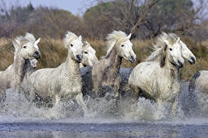 Images Dated 17th March 2007: Camargue Horses - running through water - Saintes Maries de la Mer - Bouches du Rhone - France