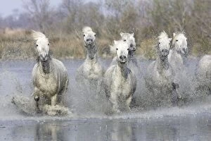Images Dated 17th March 2007: Camargue Horses - running through water - Saintes Maries de la Mer - Bouches du Rhone - France