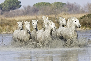 Images Dated 17th March 2007: Camargue Horses - running through water - Saintes Maries de la Mer - Bouches du Rhone - France