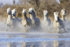 Images Dated 17th March 2007: Camargue Horses - running through water - Saintes Maries de la Mer - Bouches du Rhone - France