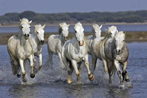 Images Dated 20th April 2007: Camargue Horses - running through water - Saintes Maries de la Mer - Camargue - Bouches du Rhone