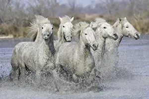 Camargue Horses - running through water - Saintes Maries de la Mer - Bouches du Rhone - France