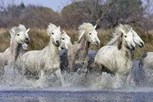Camargue Horses - running through water - Saintes Maries de la Mer - Bouches du Rhone - France
