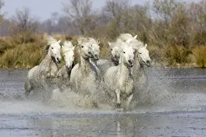 Camargue Horses - running through water - Saintes Maries de la Mer - Bouches du Rhone - France